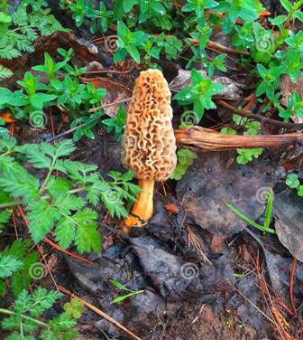 Jarise(Coconut Sweet)